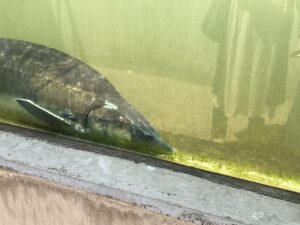 さいたま水族館