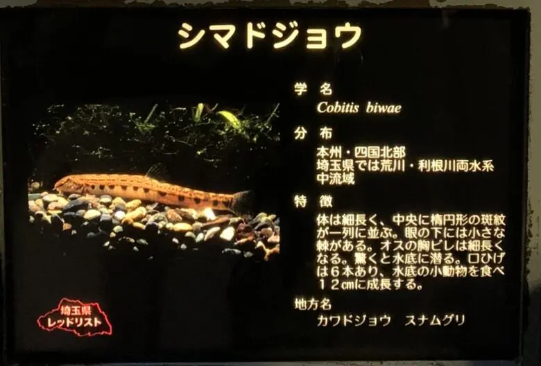 自由研究