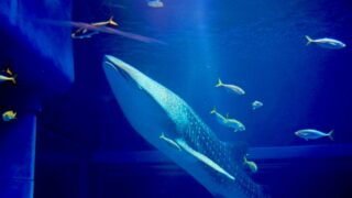 海遊館の見どころはコレだ！水族館マニアが語る楽しみ方と、ランチ・お