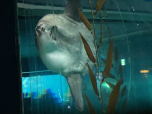 海遊館:マンボウ
