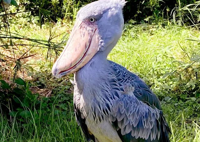 uenozoo