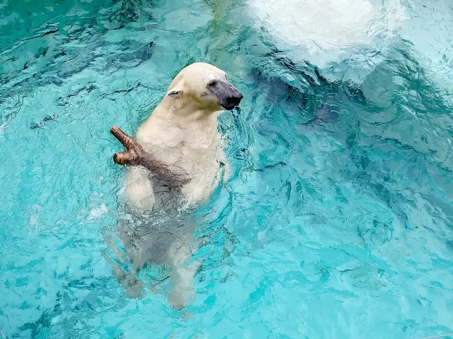 Ueno zoo