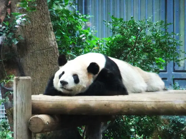 Ueno zoo