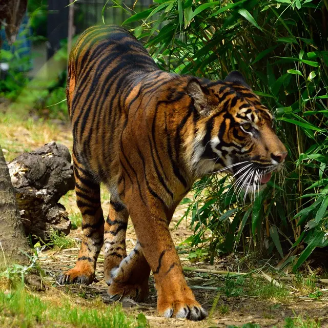 Ueno zoo