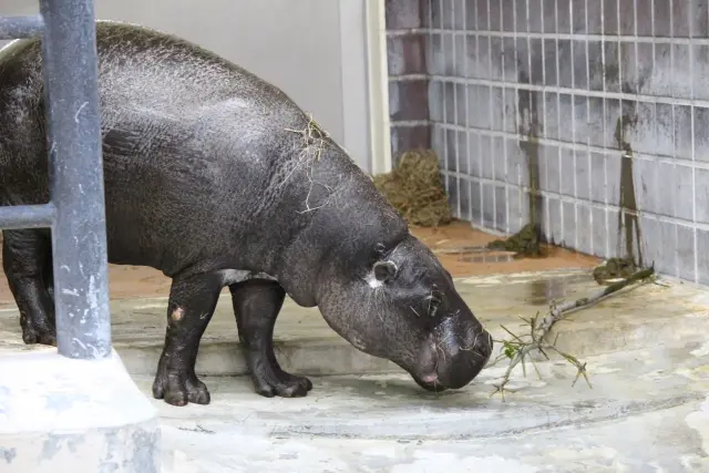uenozoo